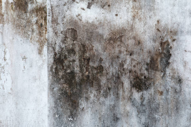 Best Mold Prevention Services  in Dent, OH