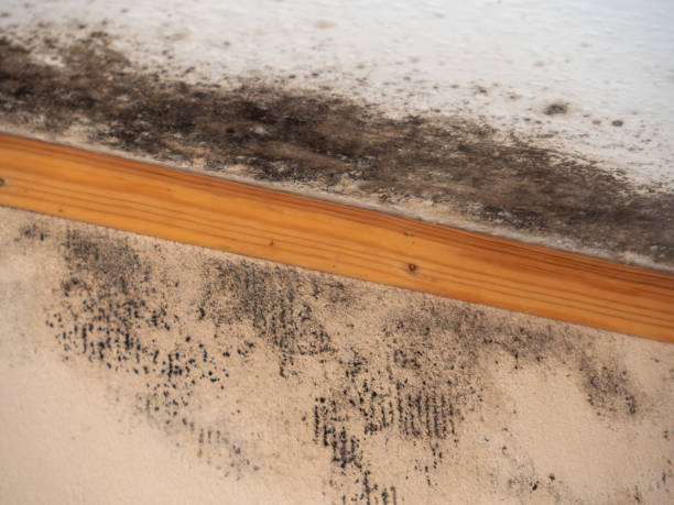 Trusted Dent, OH Mold Removal Experts