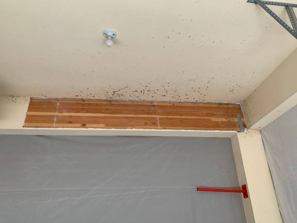 Best Forensic Mold Investigation  in Dent, OH
