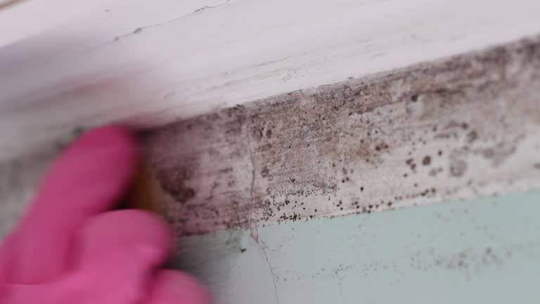 Best Emergency Mold Remediation  in Dent, OH